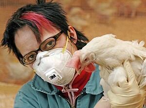 Eine Frau mit FFP3-Atemmaske hält ein weißes Huhn.