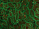 Plant proteins made visible: The adhesion molecules on the cell membrane mediate contact and enable communication between the cells (imaged with ZEISS LSM 980). | Image source: University of Hohenheim / Tatsiana Straub, Lin Xi