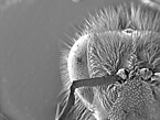 Head of a bee imaged with the environmental scanning electron microscope (Zeiss EVO15). | Image source: University of Hohenheim / Susanne Karck