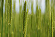 The various types of wheat show great differences in the composition of their proteins as shown in a study conducted by the Universities of Hohenheim and Mainz. | Image source: University of Hohenheim / Dorothee Barsch