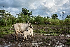 Ein Beispiel aus Meta in Kolumbien zeigt, dass sich eine diversifizierte Landwirtschaft auszahlt: Nachhaltige Rinderhaltung steigert die Milchproduktion. | Foto: Juan Arrendondo