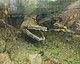 Mastodonsaurus, das größte Amphibium der Erdgeschichte, erreichte 5 m Länge. Sein Lebenszyklus wurde bereits untersucht, nun sollen seine Knochen weitere Lebensdaten freigeben. Rekonstruktion im Naturkundemuseum Stuttgart. | Bildquelle: SMNS / Rainer Schoch
