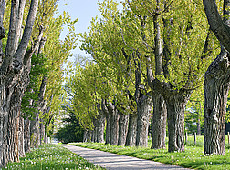 Gardens University Of Hohenheim