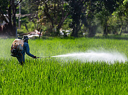 Glyphosat wird von einer Person auf ein Feld gesprüht