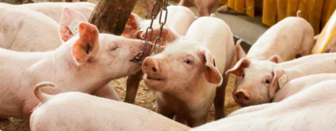 Viele Ferkel in einem Stall.