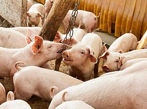 Viele Ferkel in einem Stall.