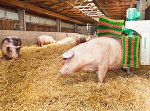 Ein Schweinestall. Ein Schwein steht an einer Körperbürste vorbei und pflegt seine Haut.