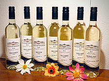 Zusammenstellung aller Weißweine im Angebot (7 Flaschen)