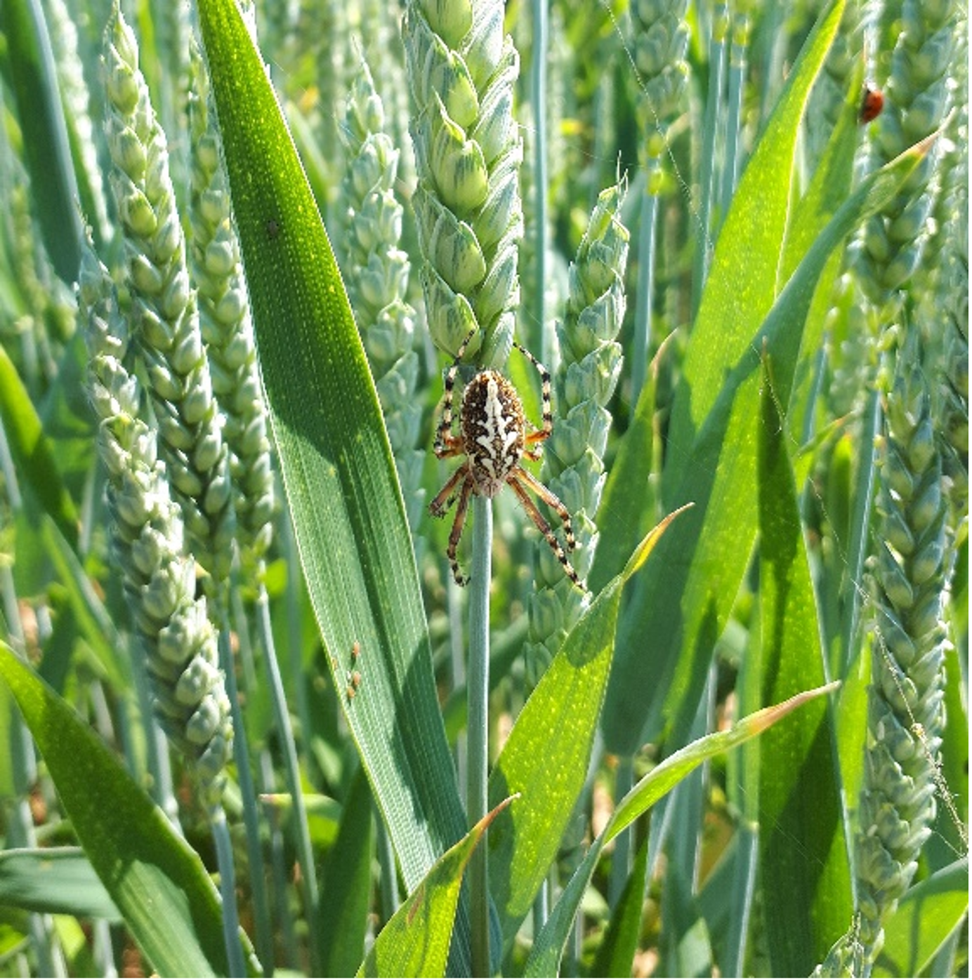 Bärbel Lieberherr