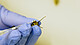 Ein geradezu niedliches Bild: Die Monarchfalter-Raupe nuckelt hingebungsvoll am giftig-weißen Saft der Seidenpflanze. | Bildquelle: Universität Hohenheim / Frank Roller unger+