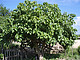 Jatropha-Pflanze, die auch auf Brachland wächst und somit nährstoffarme Flächen rekultiviert werden können / Bildquelle: JatroSolutions