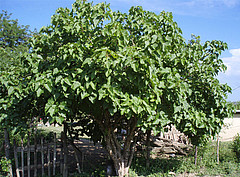 Jatropha-Pflanze, die auch auf Brachland wächst und somit nährstoffarme Flächen rekultiviert werden können / Bildquelle: JatroSolutions