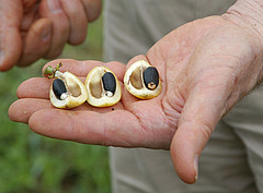 Jatropha-Samen, der sehr ölhaltig ist / Bildquelle: JatroSolutions