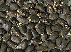Jatropha-Samen / Bildquelle: JatroSolutions