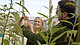 Prof. Dr. Georg Petschenka und Doktorandin Anja Betz beobachten die Monarchfalter-Raupen auf den Seidenpflanzen im Phytotechnikum, dem Forschungsgewächshaus der Universiät Hohenheim. | Bildquelle: Universität Hohenheim / Frank Roller unger+