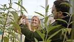 Prof. Dr. Georg Petschenka und Doktorandin Anja Betz beobachten die Monarchfalter-Raupen auf den Seidenpflanzen im Phytotechnikum, dem Forschungsgewächshaus der Universiät Hohenheim. | Bildquelle: Universität Hohenheim / Frank Roller unger+