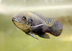Fischiger Weltraumtourist