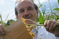 Sammeln von Pollen... | Bildquelle: Universität Hohenheim / Oskar Eyb