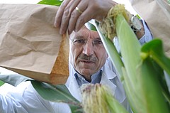 ...um ihn über die weibliche Blüte zu schütten. | Bildquelle: Universität Hohenheim / Oskar Eyb