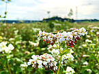 Blühender Buchweizen auf dem Feld | Bildquelle: Universität Hohenheim / Agron Beqiri