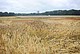 Researchers Grow Virtual Grain on the Computer | Image: University of Hohenheim / Oskar Eyb