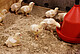 A tasty dish for chickens: As part of the University of Hohenheim’s ProGrün project, researchers are investigating how pastures can be used to produce high-quality protein for poultry and pig feed as well as a range of other high-quality materials. | Image source: University of Hohenheim/Angelika Emmerling