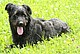 Altdeutscher Hütehund / Bildquelle: Herold
