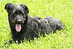 Altdeutscher Hütehund / Bildquelle: Herold