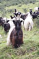 WSH-Ziege / Bildquelle: Herold