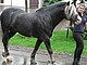 Schwarzwälder / Bildquelle: Herold
