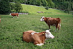 Hinterwälder / Bildquelle: Herold