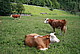 Hinterwälder / Bildquelle: Herold