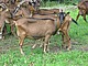 Schwarzwaldziege / Bildquelle: Herold