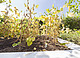 Sojapflanzen aus der ersten Projektrunde im genau abgemessenen Beet. | Bildquelle: Universität Hohenheim / Sacha Dauphin