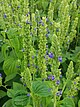 Die blau blühende Chia-Pflanze ist im Spätsommer auch eine ideale Bienenweide. | Bildquelle: Universität Hohenheim / Samantha Jo Grimes