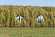 Studierende in einem Miscanthus-Feld | Bild: Universität Hohenheim/Wolfram Scheible