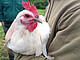 „Zweinutzungshühner schmecken besser“, so das kurzgefasste Urteil einer Verkostung durch Studierende. Sie war Teil eines Projektes mit Beteiligung der Universität Hohenheim, das sich damit beschäftigt, wie Wertschöpfungsketten für Hühner geschaffen werden können, die sowohl Eier als auch Fleisch liefern. | Bildquelle: Universität Hohenheim / Beate Gebhardt