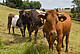 Microplastics in the rumen of cattle disrupt the microbial ecosystem. | Image source: University of Hohenheim / Max Kovalenko Microplastics in the rumen of cattle disrupt the microbial ecosystem. | Image source: University of Hohenheim / Max Kovalenko