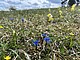 Ein Kalkmagerrasen auf der Schwäbischen Alb im Frühling: Im Vordergrund blüht der leuchtend blaue Frühlings-Enzian (Gentiana verna), daneben die Echte Schlüsselblume (Primula veris). Solche sonnigen, kalkreichen und nährstoffarmen Wiesen gehören zu den artenreichsten Lebensräumen Süddeutschlands. Ihre Vielfalt bleibt nur durch eine extensive Nutzung und regelmäßige Pflege erhalten. Urhebervermerk/Copyright-Vermerk: SMNS, Undine Schöllkopf Ein Kalkmagerrasen auf der Schwäbischen Alb im Frühling: Im Vordergrund blüht der leuchtend blaue Frühlings-Enzian (Gentiana verna), daneben die Echte Schlüsselblume (Primula veris). Solche sonnigen, kalkreichen und nährstoffarmen Wiesen gehören zu den artenreichsten Lebensräumen Süddeutschlands. Ihre Vielfalt bleibt nur durch eine extensive Nutzung und regelmäßige Pflege erhalten. Urhebervermerk/Copyright-Vermerk: SMNS, Undine Schöllkopf