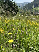 Eine artenreiche Silikat-Magerwiese im Schwarzwald mit gelbem Flügelginster (Genista sagittalis). Dieser Wiesentyp wächst auf sauren, silikatreichen und nährstoffarmen Böden und kommt auf sonnigen Hängen des Schwarzwalds vor. Charakteristisch sind niedrigwüchsige, konkurrenzschwache Pflanzenarten, die intensive Düngung und häufige Mahd nicht vertragen. Urhebervermerk/Copyright-Vermerk: SMNS, Undine Schöllkopf