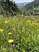 Eine artenreiche Silikat-Magerwiese im Schwarzwald mit gelbem Flügelginster (Genista sagittalis). Dieser Wiesentyp wächst auf sauren, silikatreichen und nährstoffarmen Böden und kommt auf sonnigen Hängen des Schwarzwalds vor. Charakteristisch sind niedrigwüchsige, konkurrenzschwache Pflanzenarten, die intensive Düngung und häufige Mahd nicht vertragen. Urhebervermerk/Copyright-Vermerk: SMNS, Undine Schöllkopf Eine artenreiche Silikat-Magerwiese im Schwarzwald mit gelbem Flügelginster (Genista sagittalis). Dieser Wiesentyp wächst auf sauren, silikatreichen und nährstoffarmen Böden und kommt auf sonnigen Hängen des Schwarzwalds vor. Charakteristisch sind niedrigwüchsige, konkurrenzschwache Pflanzenarten, die intensive Düngung und häufige Mahd nicht vertragen. Urhebervermerk/Copyright-Vermerk: SMNS, Undine Schöllkopf