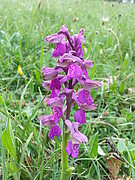 The green-winged orchid (Anacamptis morio, formerly Orchis morio) used to be significantly more common and widespread on nutrient-poor meadows in Baden-Württemberg than it is today. Its populations have declined dramatically in recent decades. This orchid species is classified as endangered in Baden-Württemberg and is listed on the Red List. It grows only on unfertilised, nutrient-poor sites such as semi-dry grasslands. Credit/Copyright notice: SMNS, Mike Thiv