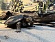 Modell der Ur-Schildkröte Proganochelys quenstedtii | Urhebervermerk:/ Copyright: SMNS, Zoe Pohl Modell der Ur-Schildkröte Proganochelys quenstedtii | Urhebervermerk:/ Copyright: SMNS, Zoe Pohl
