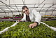 Dr. Udo Kienle is involved in the Go4Stevia project to produce natural stevia-based sweetner.