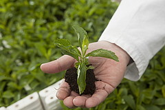 Stevia: Die Pflanze, die süßt ohne Kalorien und Karies | Bildquelle: Universität Hohenheim / Roberto Bulgrin