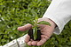 Stevia: Die Pflanze, die süßt ohne Kalorien und Karies | Bildquelle: Universität Hohenheim / Roberto Bulgrin