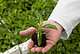 Stevia-Pflanze im Gewächshaus der Universität Hohenheim | Bildquelle:  Universität Hohenheim / Roberto Bulgrin