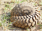 Das Schuppentier (Pangolin) ist stark gefährdet | Bildquelle: Universität Hohenheim / Joseph Ogutu