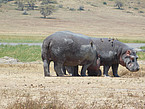 Flusspferde am Grund des Ngorongoro-Kraters | Bildquelle: Universität Hohenheim / Joseph Ogutu