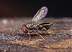 Erzwespe Anisopteromalus quinarius | Bildquelle: SMNS / Andreas Haselböck